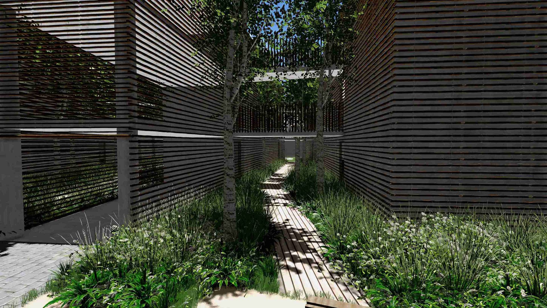 alignements bouleaux- MT concepteur paysagiste